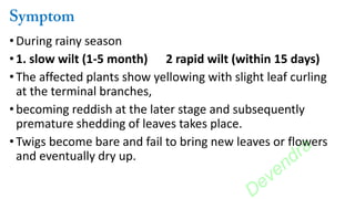•During rainy season
• 1. slow wilt (1-5 month) 2 rapid wilt (within 15 days)
• The affected plants show yellowing with slight leaf curling
at the terminal branches,
• becoming reddish at the later stage and subsequently
premature shedding of leaves takes place.
• Twigs become bare and fail to bring new leaves or flowers
and eventually dry up.
Devendra
 