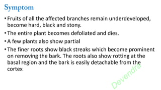 •Fruits of all the affected branches remain underdeveloped,
become hard, black and stony.
• The entire plant becomes defoliated and dies.
•A few plants also show partial
• The finer roots show black streaks which become prominent
on removing the bark. The roots also show rotting at the
basal region and the bark is easily detachable from the
cortex
Devendra
 