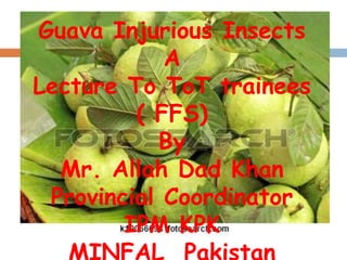 Puerto Rican Guaba Insect Guava insects A Lecture To ToT trainees ( FFS) By Mr. Allah Dad Khan ...