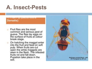 Guava insects A Lecture To ToT trainees ( FFS) By Mr. Allah Dad Khan ...