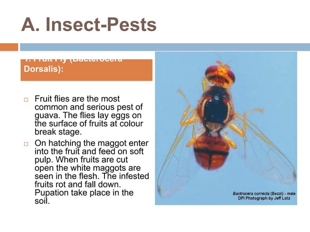 Guava insects A Lecture To ToT trainees ( FFS) By Mr. Allah Dad Khan ...