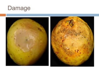 Puerto Rican Guaba Insect Guava insects A Lecture To ToT trainees ( FFS) By Mr. Allah Dad Khan ...