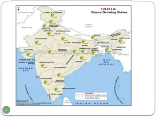 production technology of guava (Sub-tropical fruit crop) | PPTX