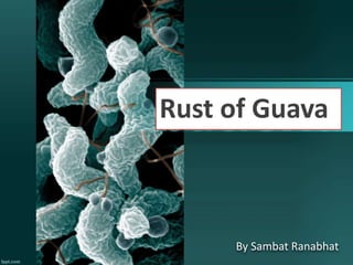 By Sambat Ranabhat
Rust of Guava
 