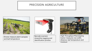 PRECISION AGRICULTURE
Drones measure plant canopies
and leaf temperature
Barcode scanners
streamline tagging and
identification process
High Throughput Phenotyping
tractor measures row width,
distance, leaf temperature and
moisture
 