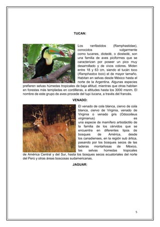 5
TUCAN:
Los ranfástidos (Ramphastidae),
conocidos vulgarmente
como tucanes, diotedé, o diostedé, son
una familia de aves piciformes que se
caracterizan por poseer un pico muy
desarrollado y de vivos colores. Miden
entre 18 y 63 cm, siendo el tucán toco
(Ramphastos toco) el de mayor tamaño.
Habitan en selvas desde México hasta el
norte de la Argentina. Algunas especies
prefieren selvas húmedas tropicales de baja altitud, mientras que otras habitan
en forestas más templadas en cordilleras, a altitudes hasta los 3000 msnm. El
nombre de este grupo de aves procede del tupi tucana, a través del francés.
VENADO:
El venado de cola blanca, ciervo de cola
blanca, ciervo de Virginia, venado de
Virginia o venado gris (Odocoileus
virginianus) es
una especie de mamífero artiodáctilo de
la familia de los cérvidos que se
encuentra en diferentes tipos de
bosques de América, desde
los canadienses, en la región sub ártica,
pasando por los bosques secos de las
laderas montañosas de México,
las selvas húmedas tropicales
de América Central y del Sur, hasta los bosques secos ecuatoriales del norte
del Perú y otras áreas boscosas sudamericanas.
JAGUAR:
 