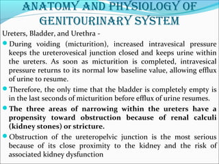 anatomy and physiology of
genitourinary system
Ureters, Bladder, and Urethra -
During voiding (micturition), increased intravesical pressure
keeps the ureterovesical junction closed and keeps urine within
the ureters. As soon as micturition is completed, intravesical
pressure returns to its normal low baseline value, allowing efflux
of urine to resume.
Therefore, the only time that the bladder is completely empty is
in the last seconds of micturition before efflux of urine resumes.
The three areas of narrowing within the ureters have a
propensity toward obstruction because of renal calculi
(kidney stones) or stricture.
Obstruction of the ureteropelvic junction is the most serious
because of its close proximity to the kidney and the risk of
associated kidney dysfunction
 