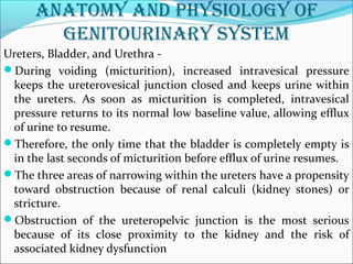 anatomy and physiology of
genitourinary system
Ureters, Bladder, and Urethra -
During voiding (micturition), increased intravesical pressure
keeps the ureterovesical junction closed and keeps urine within
the ureters. As soon as micturition is completed, intravesical
pressure returns to its normal low baseline value, allowing efflux
of urine to resume.
Therefore, the only time that the bladder is completely empty is
in the last seconds of micturition before efflux of urine resumes.
The three areas of narrowing within the ureters have a propensity
toward obstruction because of renal calculi (kidney stones) or
stricture.
Obstruction of the ureteropelvic junction is the most serious
because of its close proximity to the kidney and the risk of
associated kidney dysfunction
 