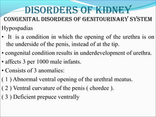 DisorDers of kiDney
Congenital DisorDers of genitourinary system
Hypospadias
• It  is a condition in which the opening of the urethra is on
the underside of the penis, instead of at the tip.
• congenital condition results in underdevelopment of urethra.
• affects 3 per 1000 male infants.
• Consists of 3 anomalies:
( 1 ) Abnormal ventral opening of the urethral meatus.
( 2 ) Ventral curvature of the penis ( chordee ).
( 3 ) Deficient prepuce ventrally
 