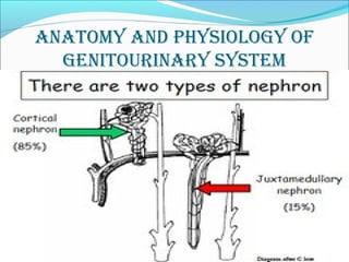 anatomy and physiology of
genitourinary system
 