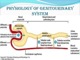 physiology of genitourinary
system
 