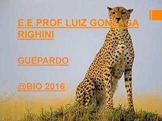 E.E PROF LUIZ GONZAGA
RIGHINI
GUEPARDO
@BIO 2016
 
