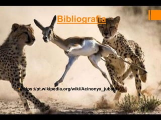  https://pt.wikipedia.org/wiki/Acinonyx_jubatus
Bibliografia
 