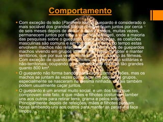  Com exceção do leão (Panthera leo), o guepardo é considerado o
mais sociável dos grandes felinos. Irmãos ficam juntos por cerca
de seis meses depois de deixar a mãe e irmãos, muitas vezes,
permanecem juntos por toda a vida. No Serengeti, onde a maioria
das pesquisas sobre o guepardo foram realizadas, as coalizões
masculinas são comuns e em torno de um terço do tempo estas
envolvem machos não relacionados. Os benefícios de guepardos
machos vivendo em grupos incluem ser capaz de obter e manter
territórios, que por sua vez permite um maior acesso às fêmeas.
Com exceção de quando têm filhotes, as fêmeas são solitárias e
não-territoriais; ocupando grandes áreas de vivência tão grandes
quanto 800 km².
 O guepardo não forma bandos para caçar como os leões, mas os
machos se juntam às vezes para caçar em pequenos grupos,
especialmente se nasceram na mesma ninhada, casais também
podem usualmente caçar juntos.
 O guepardo é um animal muito social, e um dos fatos que
comprovam este fato, é que mães e filhotes costumam lamber
uns aos outros para retirar terra, grama e pelos soltos.
Principalmente depois de refeições, mães e filhotes passam
horas lambendo uns aos outros para manter as patas e a face
limpos
Comportamento
 