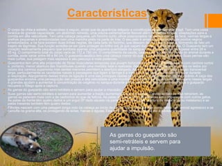 Características
 O corpo da chita é esbelto, musculoso e esguio, ainda que de aparência delgada e constituição aparentemente frágil. Tem uma caixa
torácica de grande capacidade, um abdômen retraído, uma coluna extremamente flexível além de pernas longas; adaptações para a
corrida em alta velocidade. Tem uma cabeça pequena, um focinho curto, olhos posicionados na parte superior da face, narinas largas e
orelhas pequenas e arredondadas com uma mancha preta na parte de trás. O seu pelo é amarelado, salpicado de pontos negros
arredondados, e na face existem duas linhas negras, de cada lado do focinho, que descem dos olhos até à boca, formando de fato um
trajeto de lágrimas. Sua função acredita-se ser para proteger do brilho sol, já que caçam durante a claridade do dia. O Guepardo tem um
coração relativamente pequeno que bombeia apenas uma pequena quantidade de sangue. Um animal adulto pode pesar entre 28 e
65 kg. O comprimento total do corpo varia de 112 a 150 cm. O comprimento da cauda, usada para equilibrar o corpo do animal durante a
corrida, pode variar entre 66 e 84 cm. O guepardo-asiático tem uma cabeça menor do que os seus primos africanos. Suas pernas são
mais curtas, sua pelagem mais espessa e seu pescoço é mais poderoso.
 Guepardos tem uma alta proporção de fibras musculares temporais que puxam horizontalmente. Isso é compensado com caninos curtos
e, portanto, menor abertura das mandíbulas quando uma mordida fatal é realizada. Abertura nasal é limitada em ambos os lados por
raízes dos caninos superiores mas dentes menores permitem a abertura alargada. As vias respiratórias têm uma secção transversal
larga, particularmente as cavidades nasais e passagens que ligam à faringe e à traqueia. Isso facilita o movimento do ar durante
a respiração. Alargamento destas tratos de ligação é uma das principais razões para a pronunciada protuberância do crânio. A caça dos
guepardos envolve uma perseguição das presas a alta velocidade e uma mordida na garganta para sufocá-la. Passagens nasais largas
e grandes ajudam a aumentar a concentração de oxigênio no sangue durante a sufocamento da presa, permitindo que o guepardo
recupere o fôlego após a captura.
 As garras do guepardo são semi-retráteis e servem para ajudar a impulsão.
 Suas garras são semi-retráteis e servem para aumentar a tração aumentando sua velocidade. Devido ao fato de não retraírem, as
garras se parecem mais com a de cachorros do que de felinos. As patas de guepardos são estreitas em comparação com outros gatos.
As patas da frente têm quatro dedos e um ergot (5º dedo situado na parte interna das patas, à altura do metacarpo ou metatarso) e as
patas traseiras também têm quatro dedos.
 Filhotes nascem com uma pelagem longa indo da cabeça ao início da cauda. Isso os faz parecer como ratéis (um animal agressivo) e os
camufla na grama alta, os protegendo de leões, hienas e águias. Eles a perdem gradativamente até a adolescência.
As garras do guepardo são
semi-retráteis e servem para
ajudar a impulsão.
 