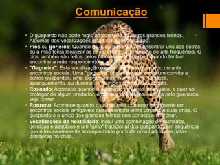 Comunicação
 O guepardo não pode rugir, ao contrário de outros grandes felinos.
Algumas das vocalizações listadas na literatura são:
 Pios ou gorjeios: Quando os guepardos tentam encontrar uns aos outros,
ou a mãe tenta localizar as crias, utiliza um chamado de alta frequência. O
pios também são feitos pelos filhotes de guepardos quando tentam
encontrar a mãe respondendo-a.
 "Gagueira": Esta vocalização é emitido por um guepardo durante
encontros sociais. Uma "gagueira" pode ser vista como um convite a
outros guepardos, uma expressão de interesse, a incerteza,
apaziguamento, ou durante as reuniões com o sexo oposto.
 Rosnado: Acontece quando o guepardo se sente ameaçado, e quer se
proteger de algum predador, embora a defesa mais usada pelo guepardo
seja correr.
 Ronrono: Acontece quando o animal está contente geralmente em
encontros sociais amigáveis quase sempre entre uma mãe suas crias. O
guepardo é o único dos grandes felinos que consegue ronronar.
 Vocalizações de hostilidade: inclui uma combinação de rosnados,
gemidos e assobios e um "grito" tradicional dos guepardos em sequência
que é frequentemente acompanhado por forte uma batida das patas
dianteiras no chão.
 