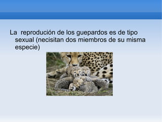 La reprodución de los guepardos es de tipo
 sexual (necisitan dos miembros de su misma
 especie)
 