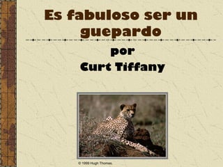 Es fabuloso ser un
guepardo
por
Curt Tiffany
© 1999 Hugh Thomas.
 