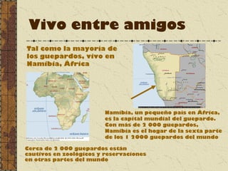 Vivo entre amigos
Tal como la mayoría de
los guepardos, vivo en
Namibia, África
Cerca de 2 000 guepardos están
cautivos en zoológicos y reservaciones
en otras partes del mundo
Namibia, un pequeño país en África,
es la capital mundial del guepardo.
Con más de 2 000 guepardos,
Namibia es el hogar de la sexta parte
de los 1 2000 guepardos del mundo
 