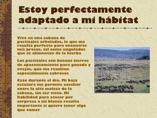 Estoy perfectamente
adaptado a mi hábitat
Vivo en una sabana de
pastizales arbolados, lo que me
resulta perfecto para encontrar
mis presas, tal como ungulados
que se alimentan de la hierba
Cazo durante el día. Mi baja
estatura me permite acechar
entre la alta maleza de la
sabana, sin ser visto. Mi
habilidad para atacar por
sorpresa a mi blanco resulta
importante si quiero tener algo
que comer
Los pastizales son buenas tierras
de apacentamiento para ganado y
ovejas, que me resultan
especialmente sabrosos
 