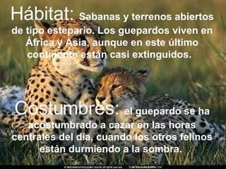 Hábitat:  Sabanas y terrenos abiertos de tipo estepario. Los guepardos viven en África y Asia, aunque en este último continente están casi extinguidos.   Costumbres:  el guepardo se ha acostumbrado a cazar en las horas centrales del día, cuando los otros felinos están durmiendo a la sombra.   