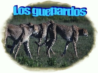 Los guepardos 