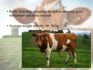 • Bulls: Smoothly blending shoulders showing good
refinement and even contour.
• Average weight at birth: 40- 50 kg
 
