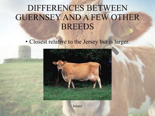DIFFERENCES BETWEEN
GUERNSEY AND A FEW OTHER
BREEDS
• Closest relative to the Jersey but is larger.
Jersey
 