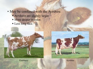 • May be confused with the Ayrshire.
 Ayrshires are slightly larger.
 More deeper in color.
 Less long face.
Guernsey Ayrshire
 