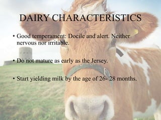 DAIRY CHARACTERISTICS
• Good temperament: Docile and alert. Neither
nervous nor irritable.
• Do not mature as early as the Jersey.
• Start yielding milk by the age of 26- 28 months.
 