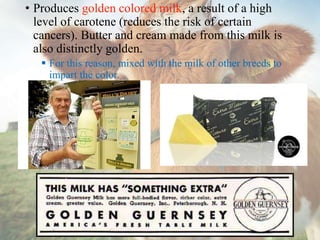 • Produces golden colored milk, a result of a high
level of carotene (reduces the risk of certain
cancers). Butter and cream made from this milk is
also distinctly golden.
 For this reason, mixed with the milk of other breeds to
impart the color.
 