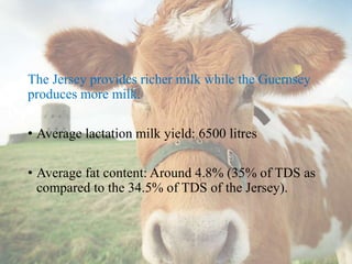The Jersey provides richer milk while the Guernsey
produces more milk.
• Average lactation milk yield: 6500 litres
• Average fat content: Around 4.8% (35% of TDS as
compared to the 34.5% of TDS of the Jersey).
 