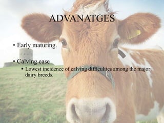 ADVANATGES
• Early maturing.
• Calving ease
 Lowest incidence of calving difficulties among the major
dairy breeds.
 