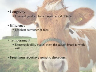 • Longevity
 Live and produce for a longer period of time.
• Efficiency
 Efficient converter of feed.
• Temperament
 Extreme docility makes them the easiest breed to work
with.
• Free from recessive genetic disorders.
 
