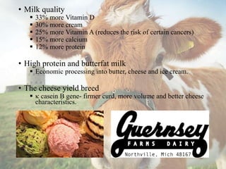• Milk quality
 33% more Vitamin D
 30% more cream
 25% more Vitamin A (reduces the risk of certain cancers)
 15% more calcium
 12% more protein
• High protein and butterfat milk
 Economic processing into butter, cheese and ice cream.
• The cheese yield breed
 k casein B gene- firmer curd, more volume and better cheese
characteristics.
 