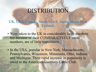 DISTRIBUTION
UK, USA, Canada, South Africa, Australia and New
Zealand.
• Were taken to the UK in considerably large numbers
but because of their COMPARATIVELY small
numbers, are of little importance.
• In the USA, popular in New York, Massachusetts,
Pennsylvania, Wisconsin, Minnesota, Ohio, Indiana
and Michigan. Their rapid increase in popularity is
owed to the American Guernsey Cattle Club.
 