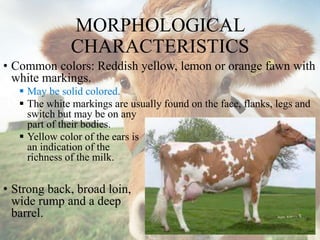 MORPHOLOGICAL
CHARACTERISTICS
• Common colors: Reddish yellow, lemon or orange fawn with
white markings.
 May be solid colored.
 The white markings are usually found on the face, flanks, legs and
switch but may be on any
part of their bodies.
 Yellow color of the ears is
an indication of the
richness of the milk.
• Strong back, broad loin,
wide rump and a deep
barrel.
 