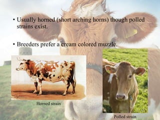 • Usually horned (short arching horns) though polled
strains exist.
• Breeders prefer a cream colored muzzle.
Horned strain
Polled strain
 