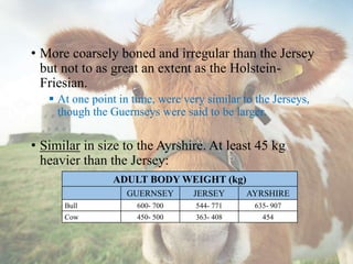 • More coarsely boned and irregular than the Jersey
but not to as great an extent as the Holstein-
Friesian.
 At one point in time, were very similar to the Jerseys,
though the Guernseys were said to be larger.
• Similar in size to the Ayrshire. At least 45 kg
heavier than the Jersey:
ADULT BODY WEIGHT (kg)
GUERNSEY JERSEY AYRSHIRE
Bull 600- 700 544- 771 635- 907
Cow 450- 500 363- 408 454
 