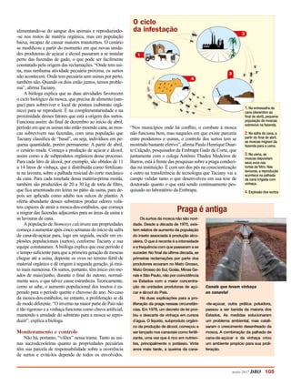 maio 2017 DBO 105
alimentando-se do sangue dos animais e reproduzindo-
-se nos restos de matéria orgânica, mas em população
baixa, incapaz de causar maiores transtornos. O cenário
se modificou a partir do momento em que novas unida-
des produtoras de açúcar e álcool passaram a se instalar
perto das fazendas de gado, o que pode ser facilmente
constatado pela origem das reclamações. “Onde tem usi-
na, mas nenhuma atividade pecuária próxima, os surtos
não acontecem. Onde tem pecuária sem usinas por perto,
também não. Quando os dois estão juntos, temos proble-
ma”, afirma Taciany.
A bióloga explica que as duas atividades favorecem
o ciclo biológico da mosca, que precisa de alimento (san-
gue) para sobreviver e local de postura (substrato orgâ-
nico) para se reproduzir. É na complementariedade e na
proximidade desses fatores que está a origem dos surtos.
Funciona assim: do final de dezembro ao início de abril,
período em que as usinas não estão moendo cana, as mos-
cas sobrevivem nas fazendas, com uma população que
Taciany classifica de “basal”, ou seja, indivíduos em pe-
quena quantidade, porém permanente. A partir de abril,
o cenário muda. Começa a produção de açúcar e ­álcool,
assim como a de subprodutos orgânicos desse processo.
Para cada litro de álcool, por exemplo, são obtidos de 11
a 14 litros de vinhaça, que é distribuída como fertilizan-
te na lavoura, sobre a palhada resicual do corte mecânico
da cana. Para cada tonelada dessa matéria-prima moída,
também são produzidos de 20 a 30 kg de torta de filtro,
que fica amontoada em leiras no pátio da usina, para de-
pois ser aplicada como adubo nos sulcos de plantio. A
oferta abundante desses substratos produz odores volá-
teis capazes de atrair a mosca-dos-estábulos, que começa
a migrar das fazendas adjacentes para as áreas da usina e
as lavouras de cana.
Apopulação de Stomoxys calcitrans nas propriedades
começa a aumentar após cinco semanas do início da safra
de cana-de-açúcar para, logo em seguida, incidir em ex-
plosões populacionais (surtos), conforme Taciany e sua
equipe constataram. A bióloga explica que esse período é
o tempo suficiente para que a primeira geração de moscas
chegue até a usina, deposite os ovos no terreno fértil de
material orgânico e dê origem à segunda geração, já mui-
to mais numerosa. Os surtos, portanto, têm início em me-
ados de maio/junho, durante o final do outono, normal-
mente seco, o que talvez cause estranheza. Teoricamente,
como se sabe, o aumento populacional dos insetos é es-
perado para o período quente e chuvoso do ano. No caso
da mosca-dos-estábulos, no entanto, a proliferação se dá
de modo diferente. “O inverno na maior parte do País não
é tão rigoroso e a vinhaça funciona como chuva artificial,
mantendo a umidade do substrato para a mosca se repro-
duzir”, explica a bióloga.
Monitoramento e controle
Não há, portanto, “vilões” nessa trama. Tanto as usi-
nas sucroalcooleiras quanto as propriedades pecuárias
têm sua parcela de responsabilidade sobre a ocorrência
de surtos e evitá-los depende de todos os envolvidos.
“Nos municípios onde há conflito, o combate à mosca
não funciona bem, mas naqueles em que existe parceria
entre produtores e usinas, o controle dos surtos tem se
mostrado bastante efetivo”, afirma Paulo Henrique Duar-
te Calçado, pesquisador da Embrapa Gado de Corte, que
juntamente com o colega Antônio Thadeu Medeiros de
Barros, está à frente das pesquisas sobre a praga conduzi-
das na instituição. É com um dos pés na conscientização
e outro na transferência de tecnologia que Taciany vai a
campo validar tanto o que desenvolveu em sua tese de
doutorado quanto o que está sendo continuamente pes-
quisado no laboratório da Embrapa.
Praga é antiga
Os surtos da mosca não são novi-
dade. Desde a década de 1970, exis-
tem relatos de aumento da população
do inseto associada à produção alco-
oleira. O que é recente é a intensidade
e a frequência com que passaram a se
suceder. No final da última década, as
primeiras reclamações por parte dos
produtores ecoaram no Mato Grosso,
Mato Grosso do Sul, Goiás, Minas Ge-
rais e São Paulo, não por coincidência
os Estados com a maior concentra-
ção de unidades produtoras de açú-
car e álcool do País.
Há duas explicações para a pro-
liferação da praga nessas circunstân-
cias. Em 1978, um decreto de lei proi-
biu o descarte de vinhaça em cursos
d`água. O líquido, subproduto orgâni-
co da produção de álcool, começou a
ser lançado nos canaviais como fertili-
zante, uma vez que é rico em nutrien-
tes, principalmente o potássio. Vinte
anos mais tarde, a queima da cana-
-de-açúcar, outra prática poluidora,
passou a ser banida da maioria dos
Estados. As medidas solucionaram
um problema ambiental, mas catali-
saram o crescimento desenfreado da
mosca. A combinação da palhada de
cana-de-açúcar e da vinhaça criou
um ambiente propício para sua proli-
feração.
Canais que levam vinhaça
ao canavial
1. Na entressafra da
cana (dezembro ao
final de abril), pequena
população de moscas
sobrevive na fazenda.
2. Na safra da cana, a
partir do final de abril,
as moscas migram da
fazenda para a usina.
3. Na usina, as
moscas depositam
seus ovos nas
tortas de filtro. Nas
lavouras, a reprodução
acontece na palhada
da cana irrigada com
vinhaça.
4. Explosão dos surtos
O ciclo
da infestação
 