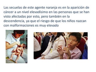 Las secuelas de este agente naranja es en la aparición de
cáncer a un nivel elevadísimo en las personas que se han
visto afectadas por esto, pero también en la
descendencia, ya que el riesgo de que los niños nazcan
con malformaciones es muy elevado

 