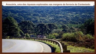 Araucária, uma das riquezas exploradas nas margens da ferrovia do Contestado.
 