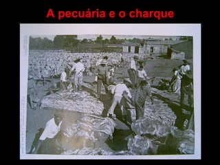 A pecuária e o charque   
