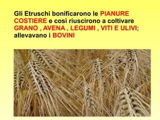 Gli Etruschi bonificarono le PIANURE
COSTIERE e così riuscirono a coltivare
GRANO , AVENA , LEGUMI , VITI E ULIVI;
allevavano i BOVINI
 