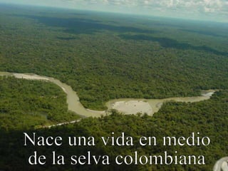 Nace una vida en medio de la selva colombiana 