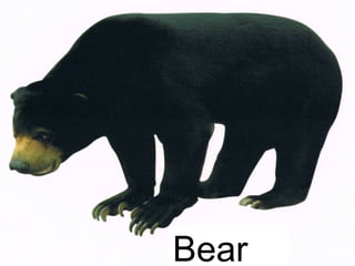 Bear
 
