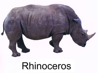 Rhinoceros
 