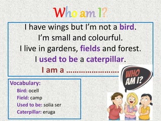 Who am I?
I have wings but I’m not a bird.
I’m small and colourful.
I live in gardens, fields and forest.
I used to be a caterpillar.
I am a …………………….
Vocabulary:
Bird: ocell
Field: camp
Used to be: solia ser
Caterpillar: eruga
 