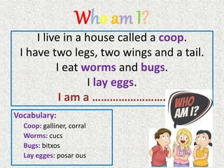 Who am I?
I live in a house called a coop.
I have two legs, two wings and a tail.
I eat worms and bugs.
I lay eggs.
I am a …………………….
Vocabulary:
Coop: galliner, corral
Worms: cucs
Bugs: bitxos
Lay egges: posar ous
 