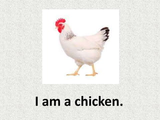 I am a chicken.
 